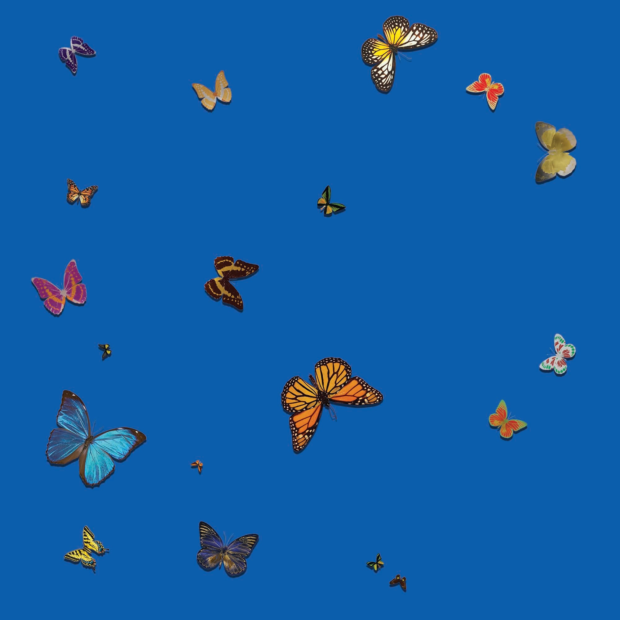 Butterflies on Blue