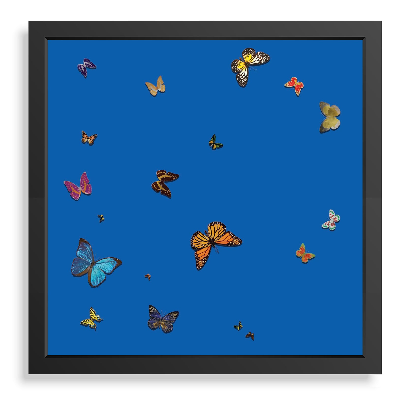 Butterflies on Blue