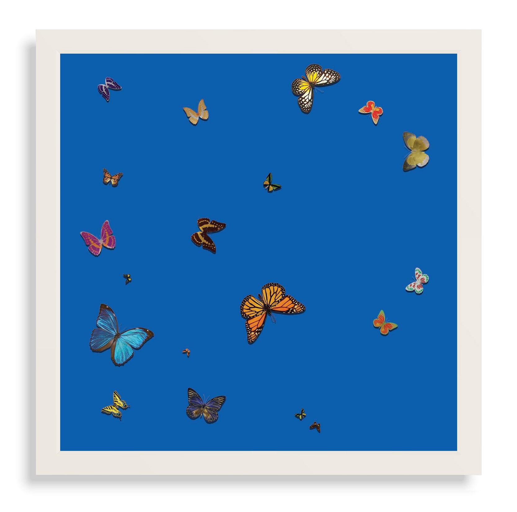 Butterflies on Blue