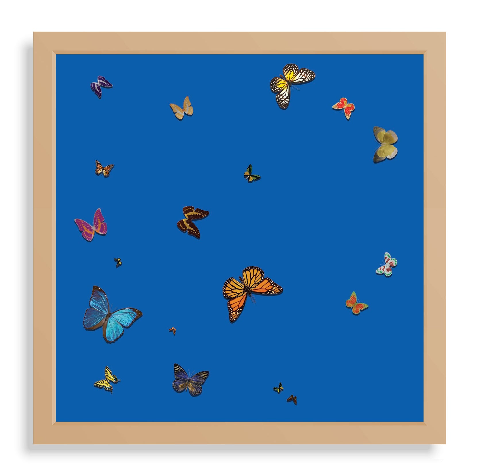 Butterflies on Blue